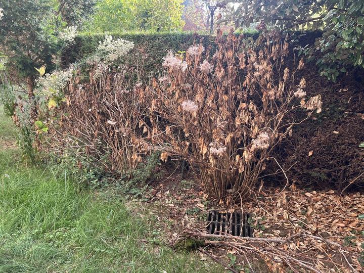 Jardin en copropriété — Avant
