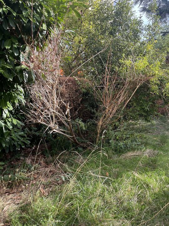 Jardin en copropriété — Avant