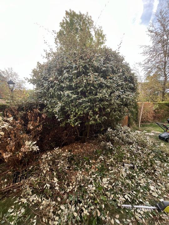 Jardin en copropriété — Avant
